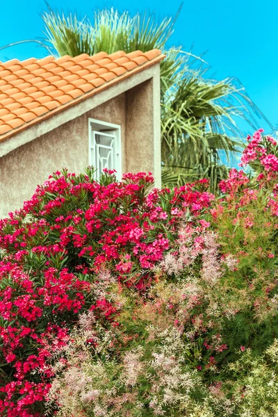 Oleander up to the roof — Stock Photo, Image