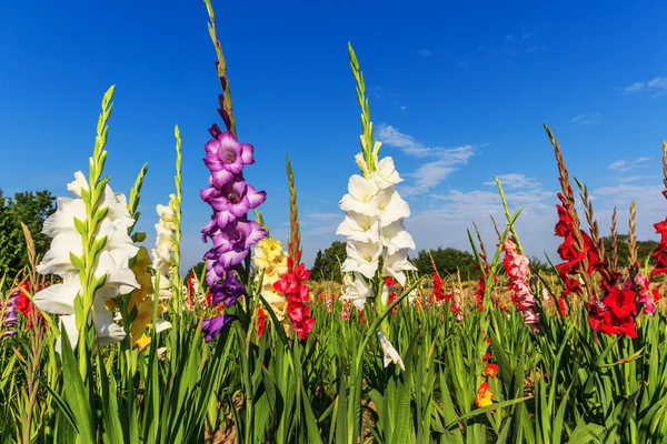 Flores gladiolus multicoloridas no campo — Fotografia de Stock