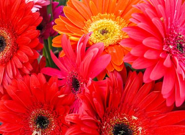 Kırmızı ve turuncu Gerbera'lardan oluşan