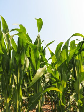 Mısır tarlasında erken yaz