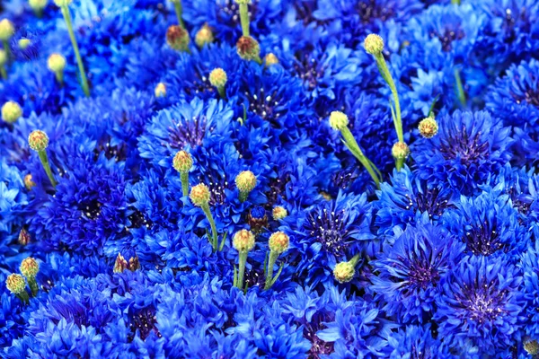 Azul Cornflower fundo — Fotografia de Stock