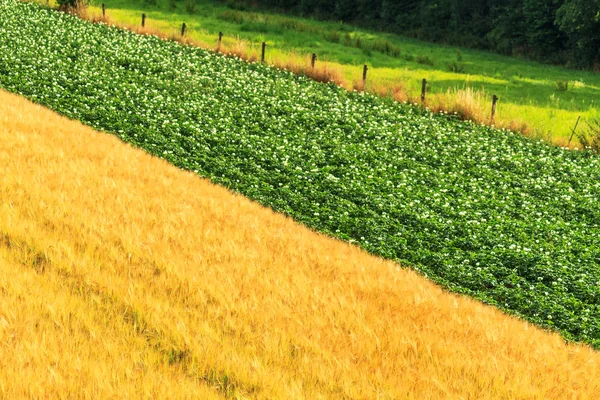 Piante da fiore e orzo dorato — Foto Stock