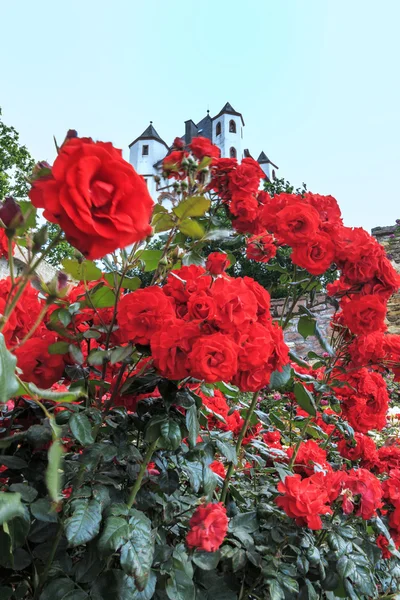 Rose rosse in Eltville am Rhein — Foto Stock