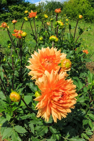 Blooming dahlias plant in field — Stock Photo, Image