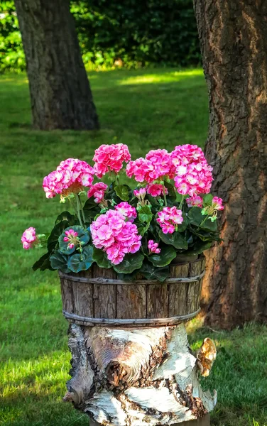 Géraniums roses en pot sur une souche de bouleau — Photo