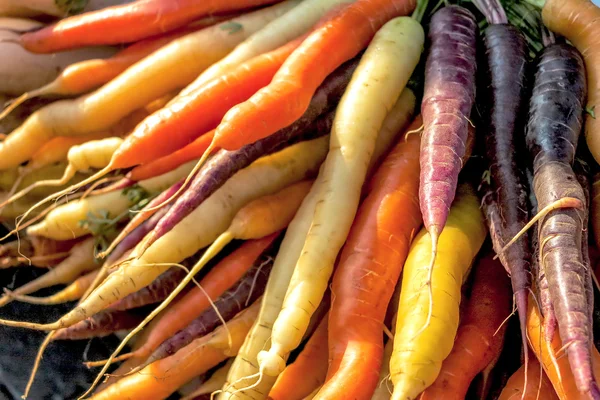 Yellow, orange and lilac carrots — Stock Photo, Image