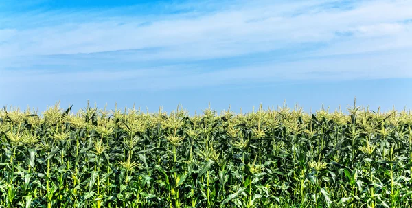 Kvetoucí kukuřice na modré obloze — Stock fotografie