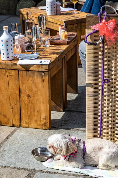 Frukost Ett Litet Mysigt Café Med Pekinesisk Hund Framför Korgstolen — Stockfoto