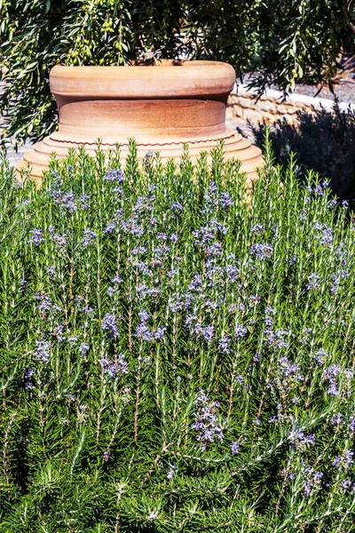 Arbusto Rosmarino Alto Blu Fiorito Davanti Anfora Greca Gigante Sotto — Foto Stock