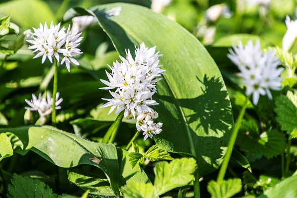 İlkbaharda çiçek açan Ramsonlar. Allium ursinum, yabani sarımsak, ayı sarımsağı, Buckram ya da ahşap sarımsak olarak da bilinir..