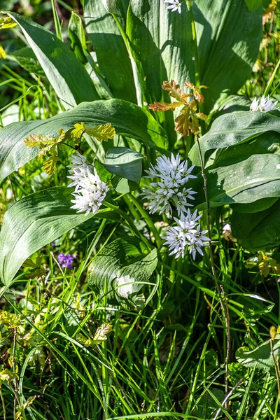 Blommande Ramslök Våren Allium Ursinum Även Känd Som Vild Vitlök — Stockfoto