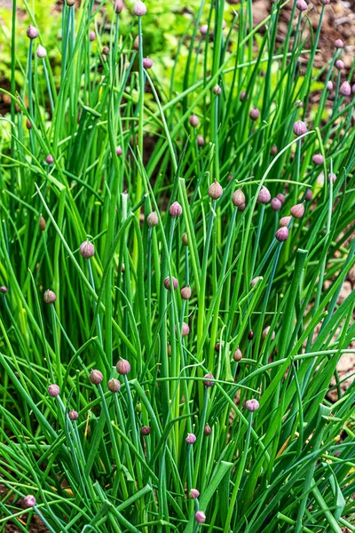 Bloeiende Chives Allium Schoenoprasum Een Tuin — Stockfoto