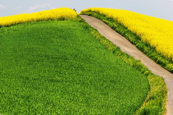急な丘の上に緑と黄色の春のフィールドを緑 — ストック写真