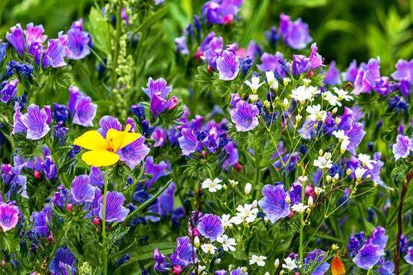 Синие Фиолетовые Дикие Цветы Echium Vulgare Цветочном Лугу — стоковое фото