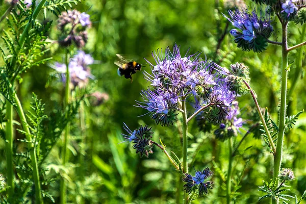 Lacy Phacelia Phacelia Tanacetifolia Blue Flowering Fodder Plant Bumblebee — Fotografie, imagine de stoc