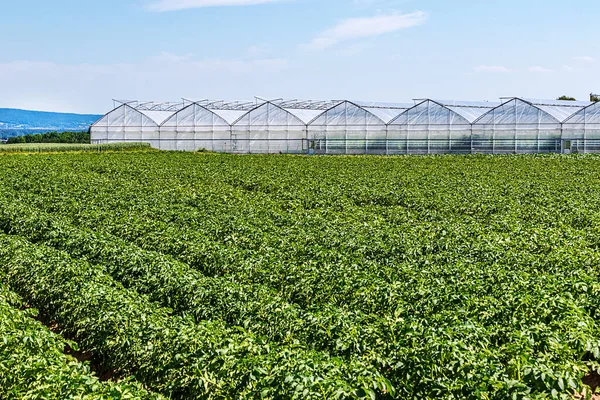 Organic Farming Germany Long Rows Potato Plants Front Modern Greenhouses —  Fotos de Stock