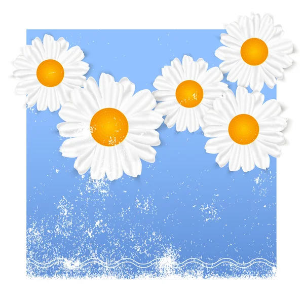 Daisy. Chamomiles. — Stock Vector