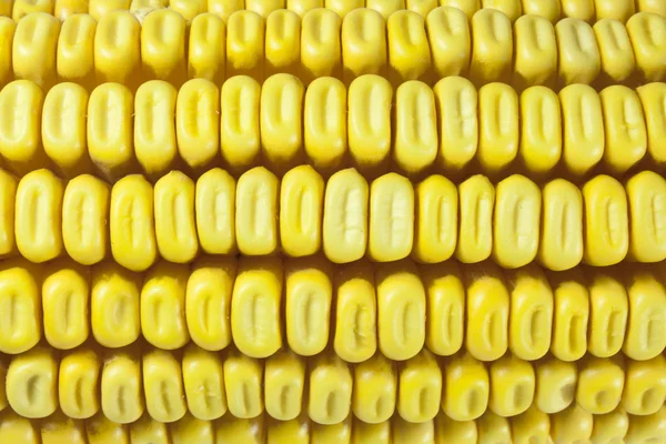 Cobs and corn — Stock Photo, Image