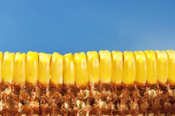Cobs and corn — Stock Photo, Image