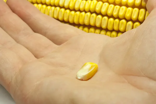 Cobs and corn — Stock Photo, Image