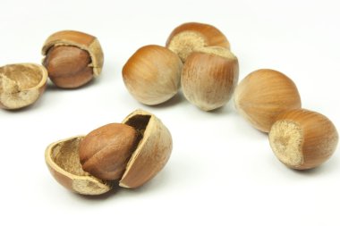 fındık