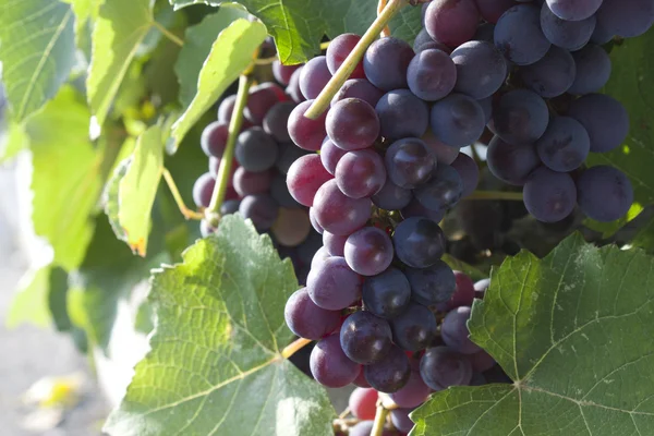 Czarny winogron — Zdjęcie stockowe