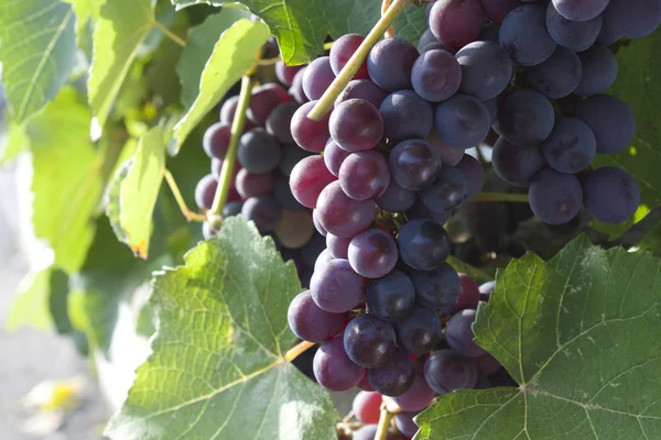 Uvas negras — Foto de Stock