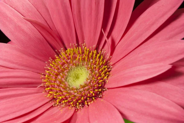 Gerbera — Stok fotoğraf