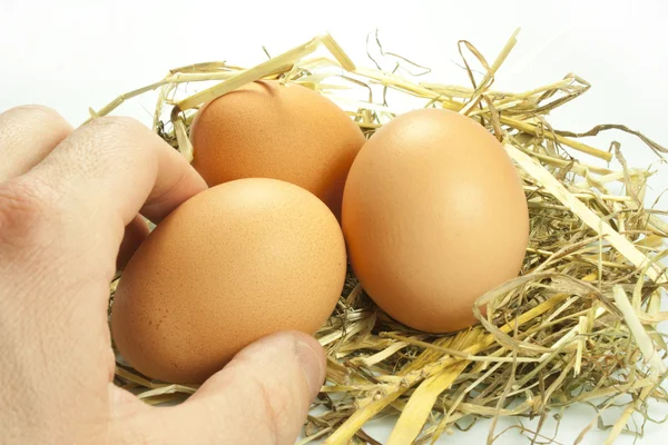 Eggs in the straw — Stock Photo, Image