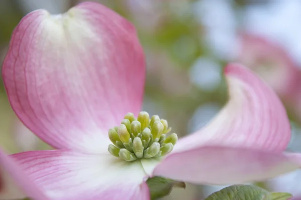 Cornus florida rubra