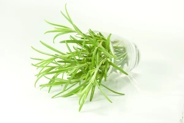 Fresh rosemary — Stock Photo, Image