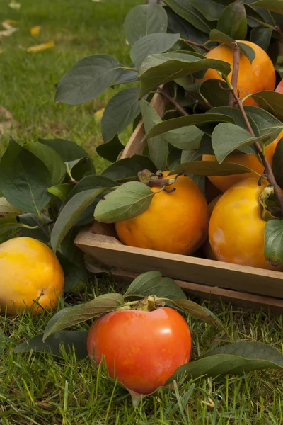 Collection of persimmon — Stock Photo, Image