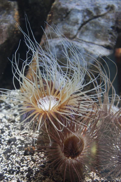 Sea tube anemone tube