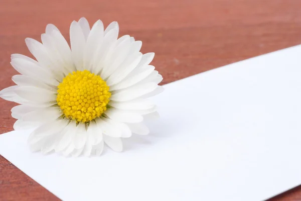 Белая карточка с цветами — стоковое фото