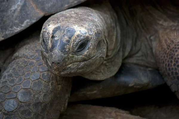 Aardschildpad — Stockfoto