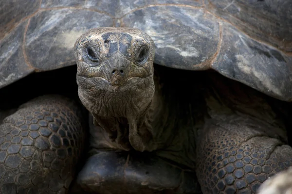 Tartaruga terrestre — Foto Stock