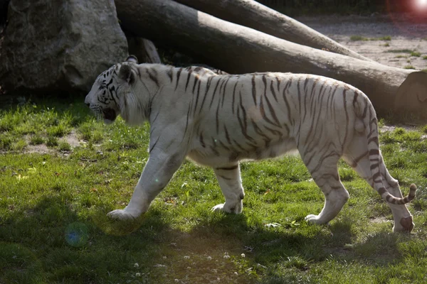 Panthera tigris — Stockfoto