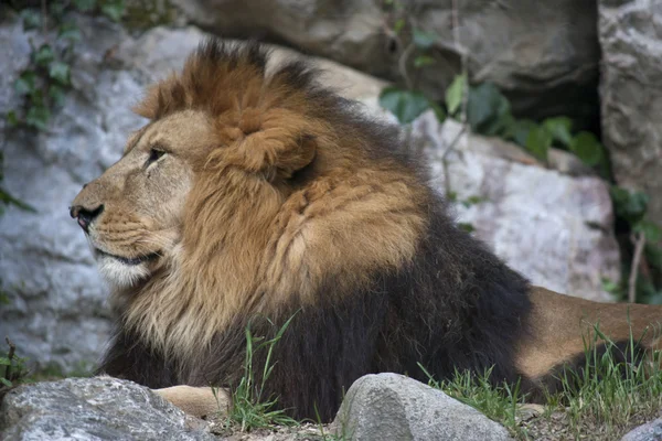 Panthera Leo — Stock Fotó