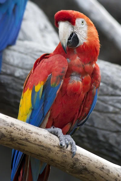 Zwei helle Papageien Ara sitzt auf einem Ast im Dschungel — Stockfoto