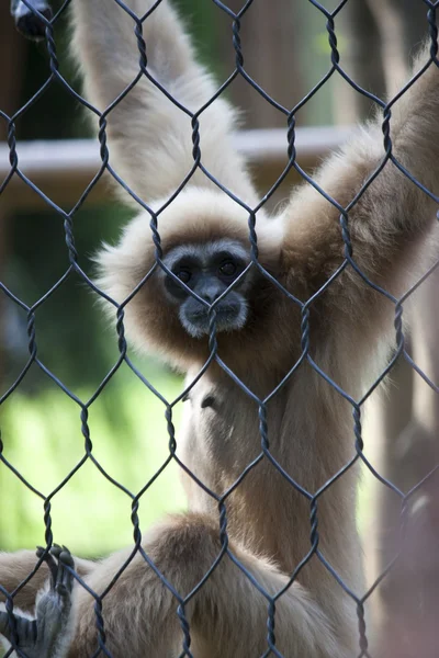 Gibbon — Stock Photo, Image