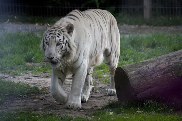 Panthera tigris — Stockfoto