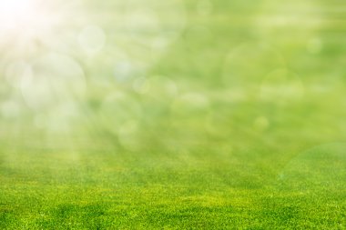 güneş ışığı ile yeşil çimen