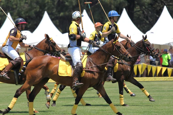 Polo oyuncular ve atlar