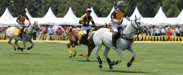 Polo oyuncular ve atlar