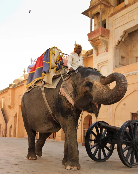 Homme équitation éléphant — Photo