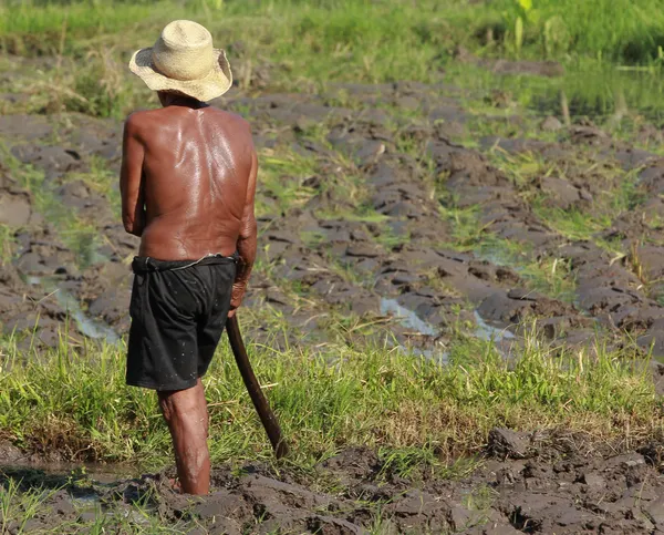 Agricultura masculina — Fotografia de Stock