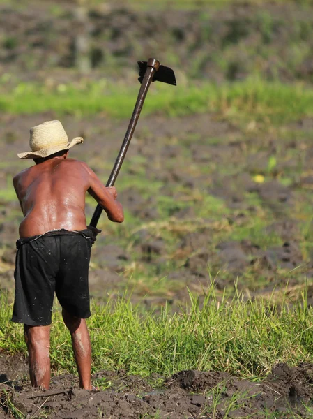 Agricultura del hombre Imagen De Stock