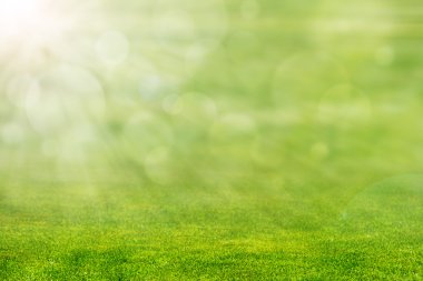 güneş ışığı ile yeşil çimen