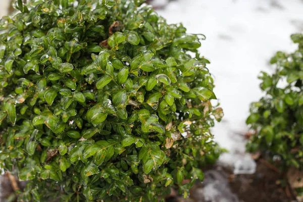 Leaves in Ice. Flowers covered with ice. Freezing outside — 스톡 사진