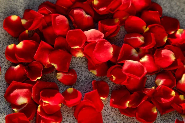 Фон из красных лепестков роз. День святого Валентина — стоковое фото